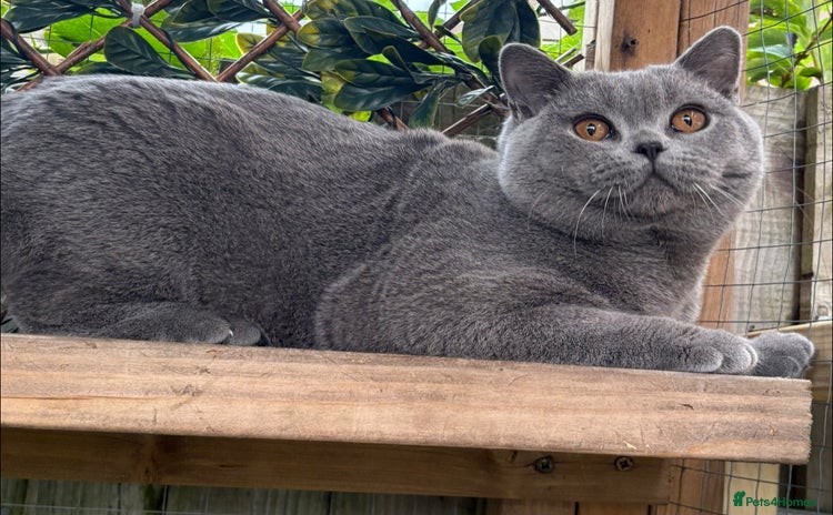 British Shorthair cats - Advert 11