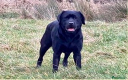 Labrador Retriever dogs for sale: World class show champion KC reg Labradors - Image 1