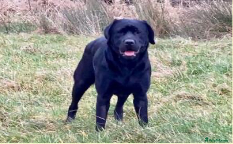 Labrador Retriever dogs - Advert 1
