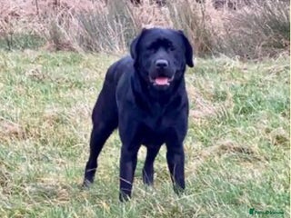 Labrador Retriever dogs - Advert 26