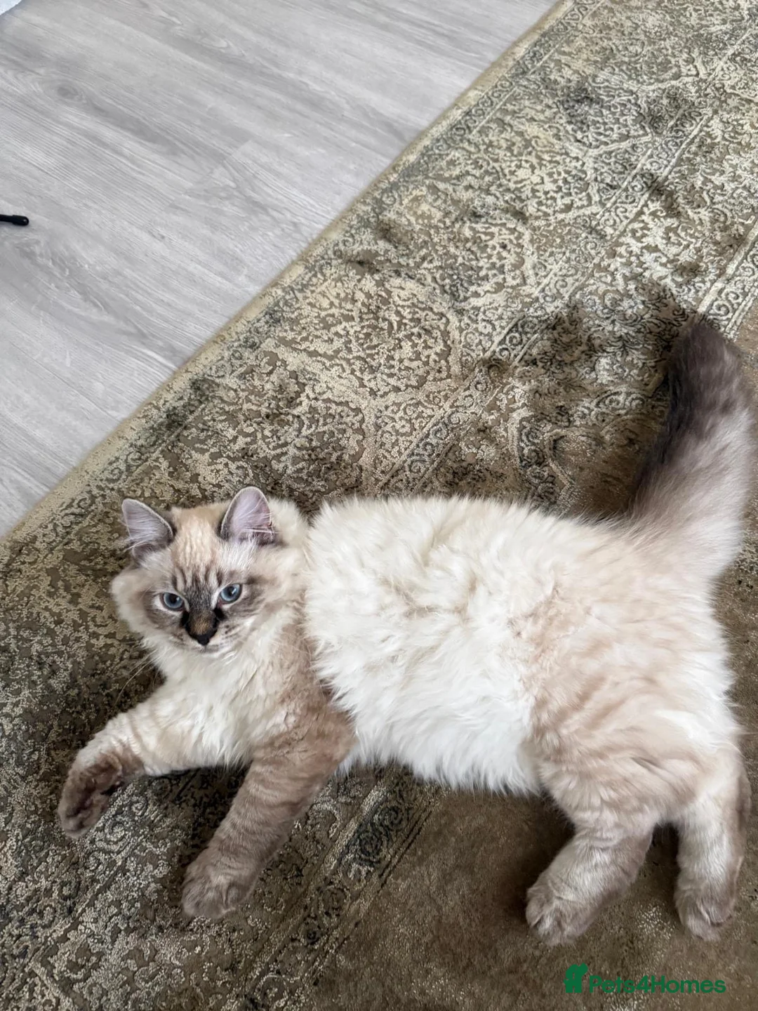 Siberian cats for sale: Beautiful Siberian Kitten in London - Advert 6