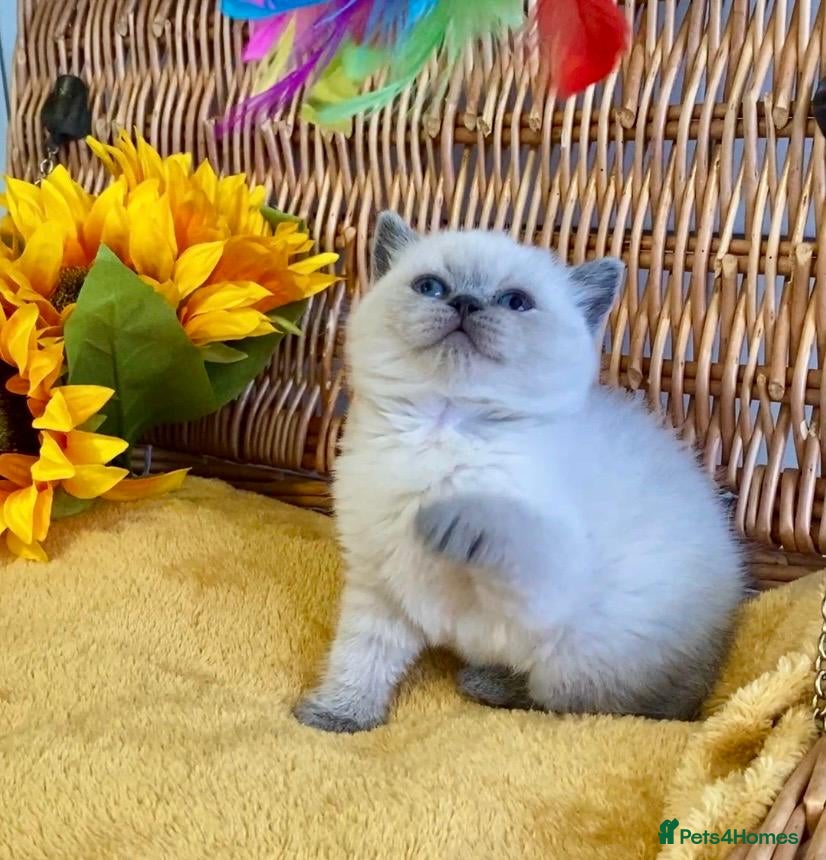 British Shorthair cats RARE SEAL LYNX PURE BRED BSH TEDDY BEARS - Advert 18