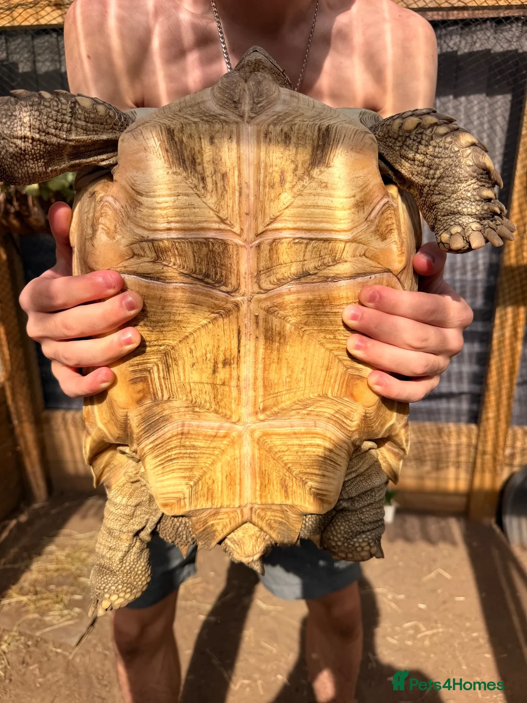 Tortoise reptiles for sale: 2 beautiful sulcata tortoise  - Advert 5
