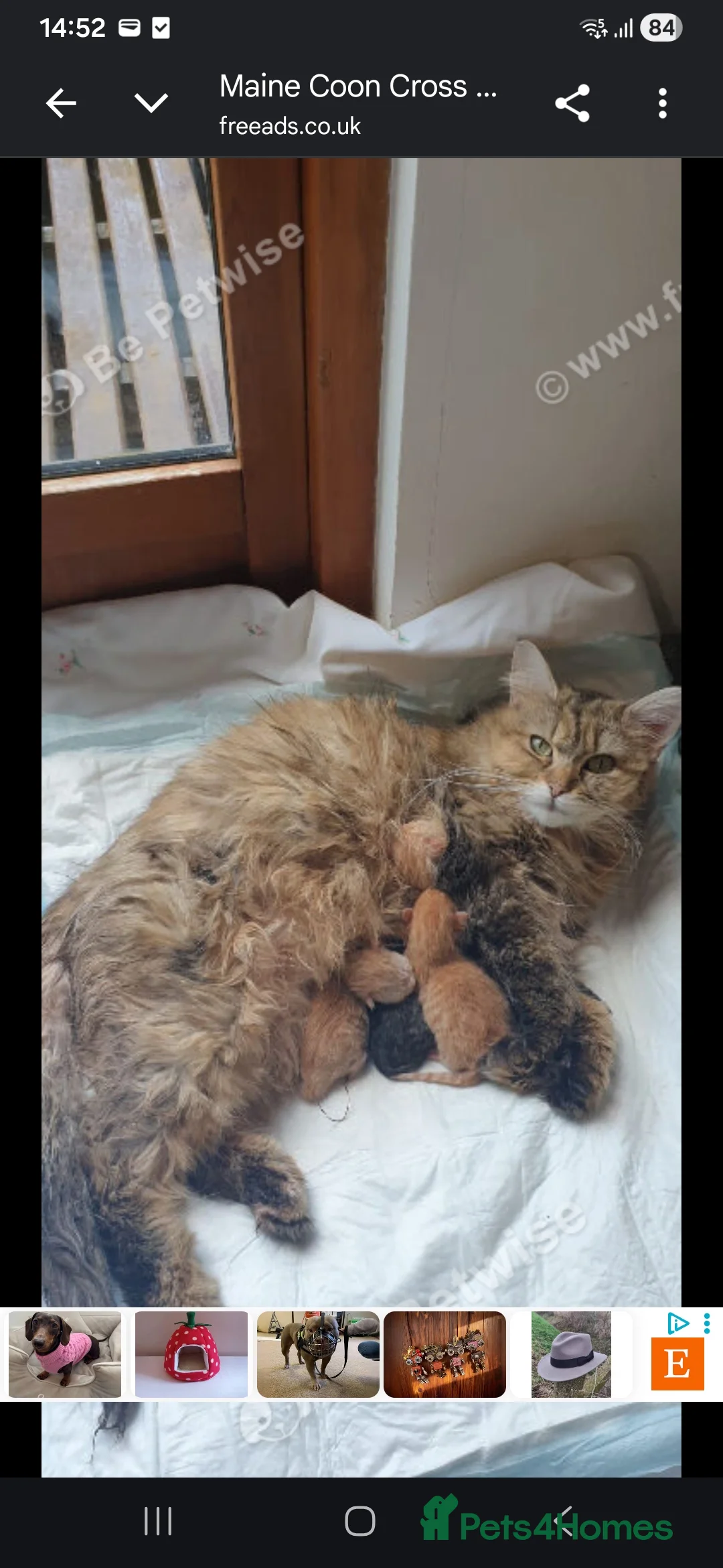 Mixed Breed cats for sale: Male Maine Coon x Norwegian Forest Kitten - Advert 2