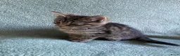 Mixed Breed cats for sale: BSH x boy kittens  - Advert 14