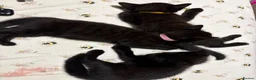 Bengal cats for sale: Black Bengal cross Kittens in Pentre - Advert 12