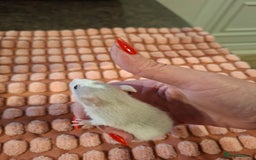 Rat rodents for sale: Fancy baby rats - Image 11