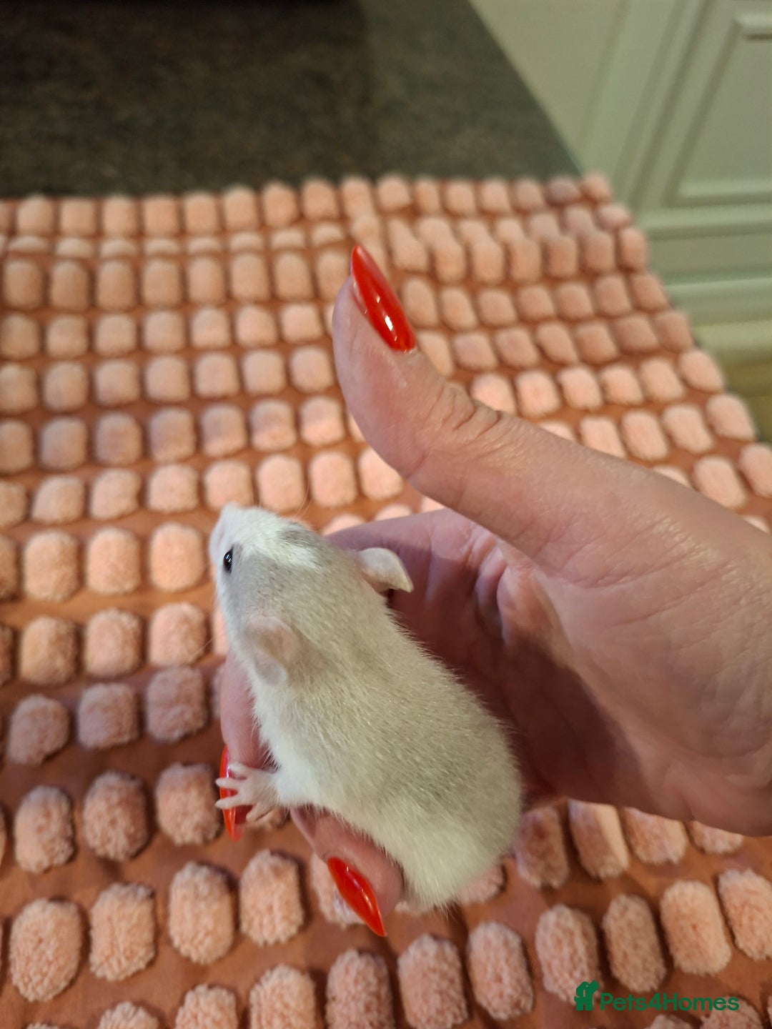 Rat rodents for sale: Fancy baby rats - Image 11