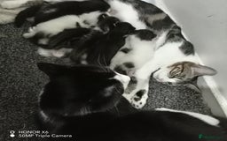 British Shorthair cats for sale: 2 beautiful kittens - Image 6