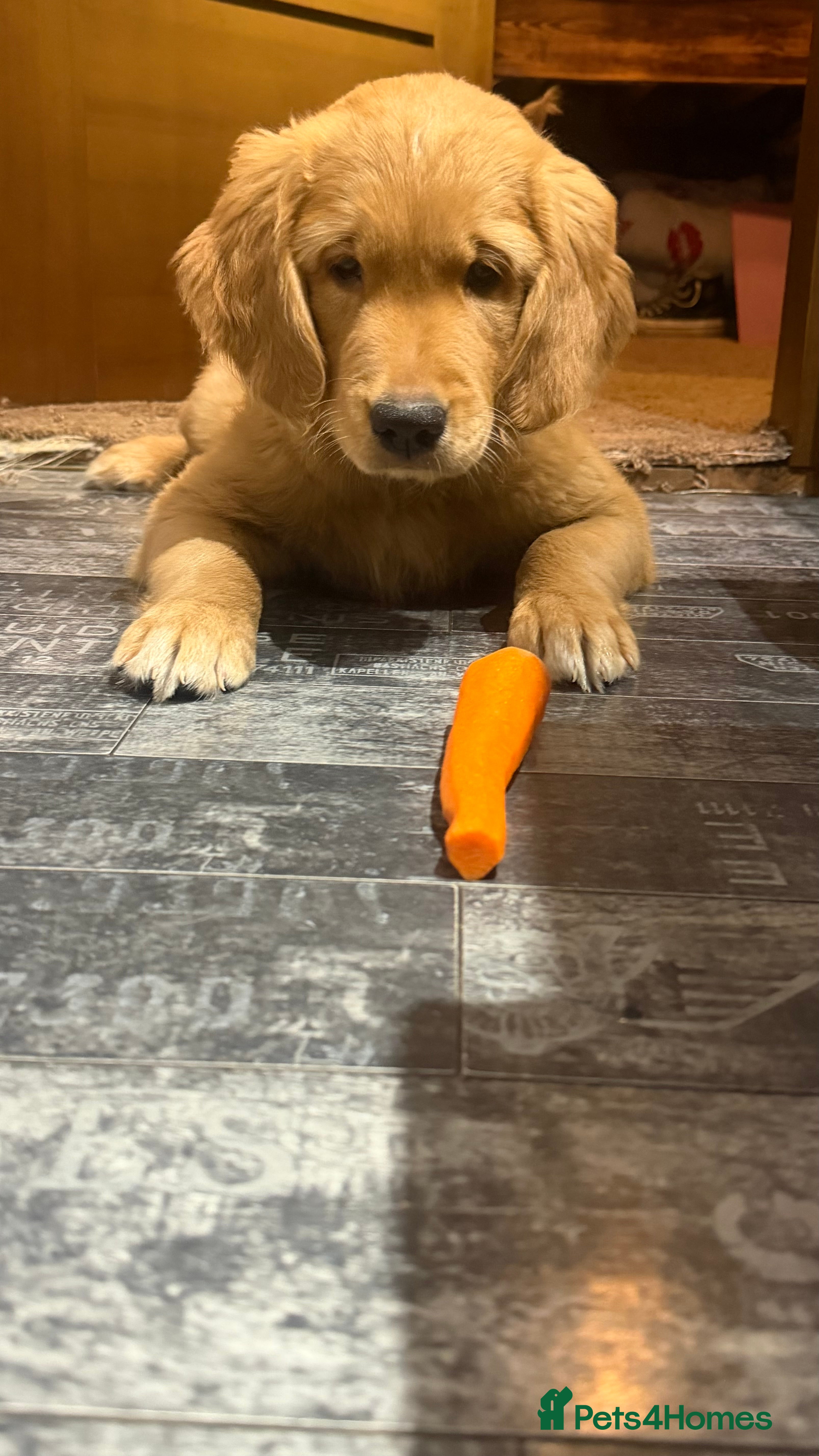 Golden Retriever dogs KC Registered Golden Retriever Puppy Boy - Advert 17