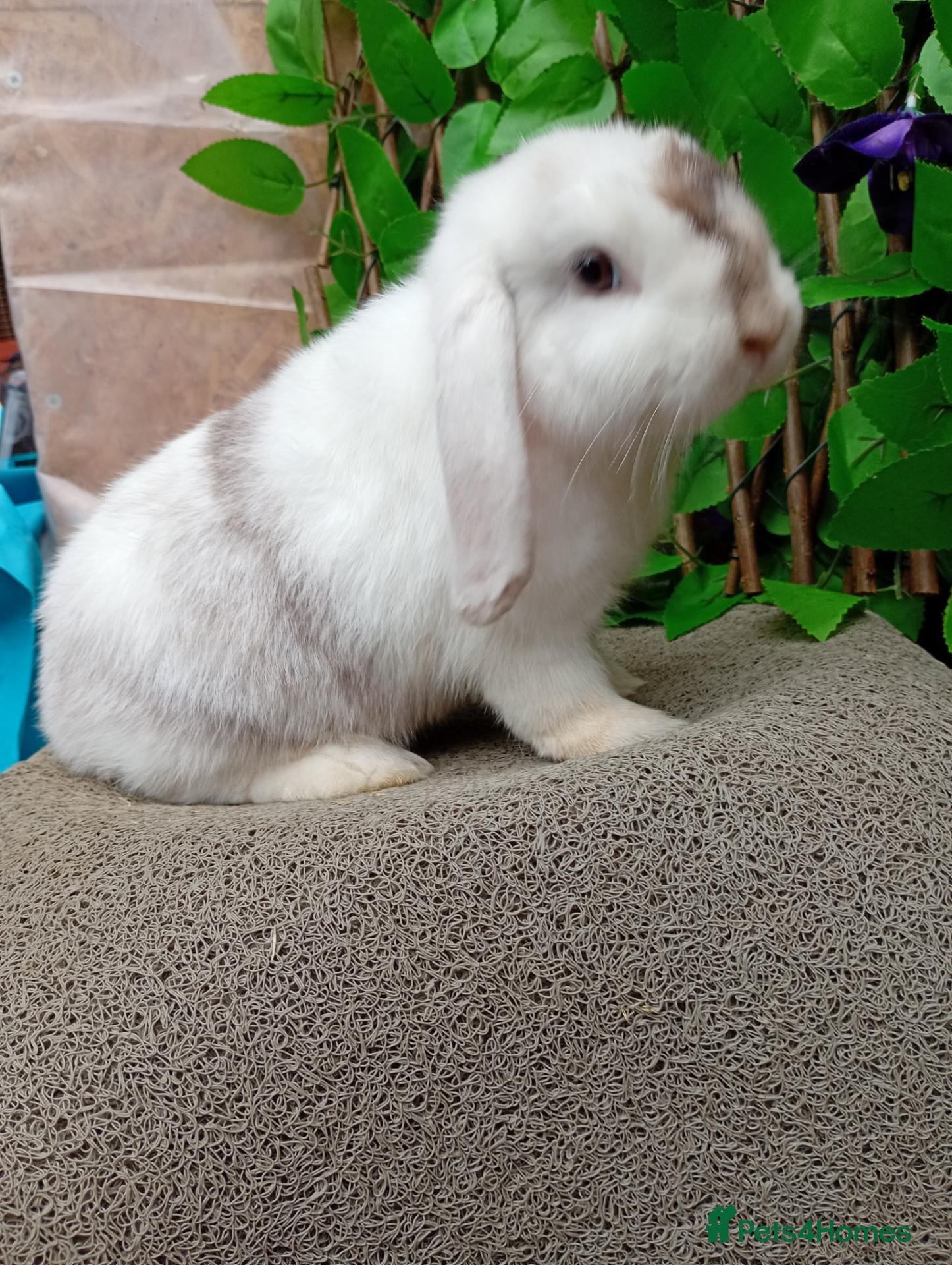 Mini Lop rabbits Mini lop  - Advert 14