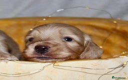 Miniature Dachshund dogs for sale: Stunning shaded cream and cream dachshunds  - Image 4