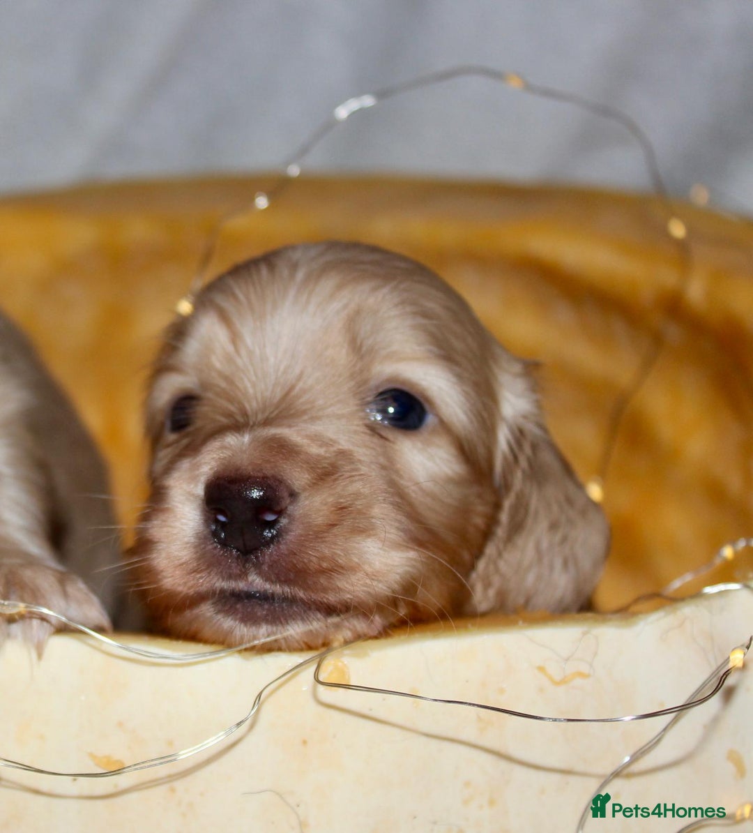 Miniature Dachshund dogs for sale: Stunning shaded cream and cream dachshunds  - Image 4