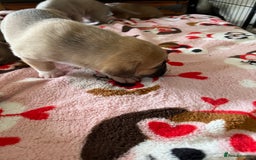 Mixed Breed dogs for sale: Staffy x Australian Kelpie  - Image 13