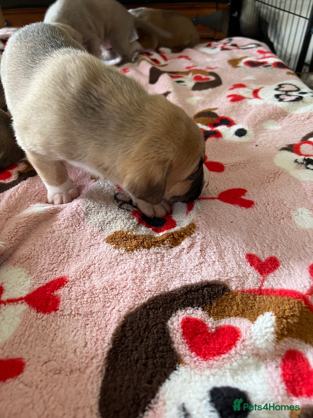 Mixed Breed dogs for sale: Staffy x Australian Kelpie  - Image 13