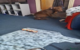 Mixed Breed dogs for sale: Lilly - Image 2