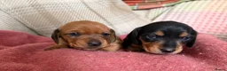 Miniature Dachshund dogs for sale: CHAMPION LINE KC REG & PRA CLEAR MINIS LOW COI - Advert 16