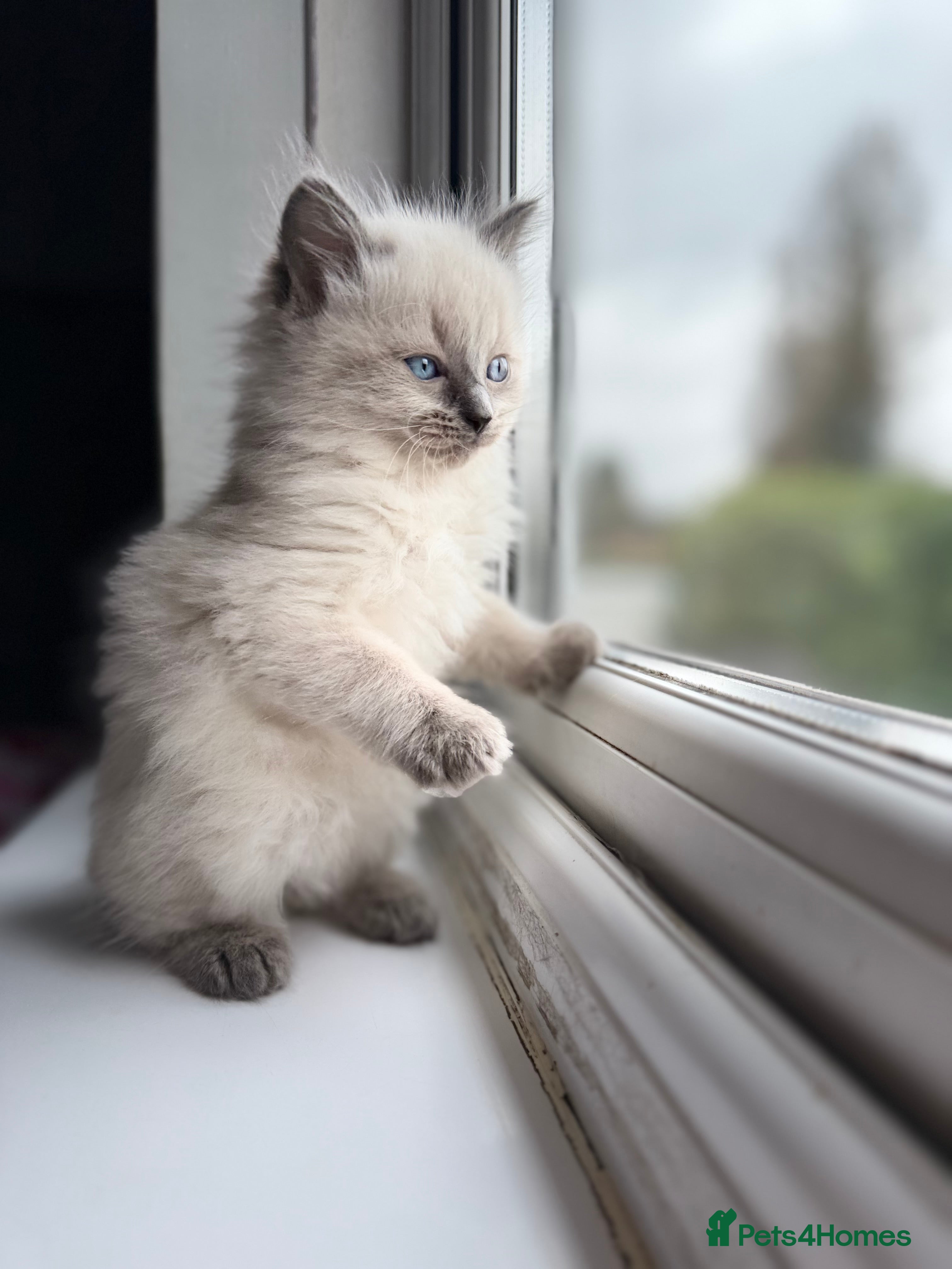 Ragdoll cats Stunning Ragdolls x Russian blue kittens  - Advert 6