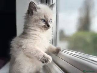 Ragdoll cats Stunning Ragdolls x Russian blue kittens - Advert 3