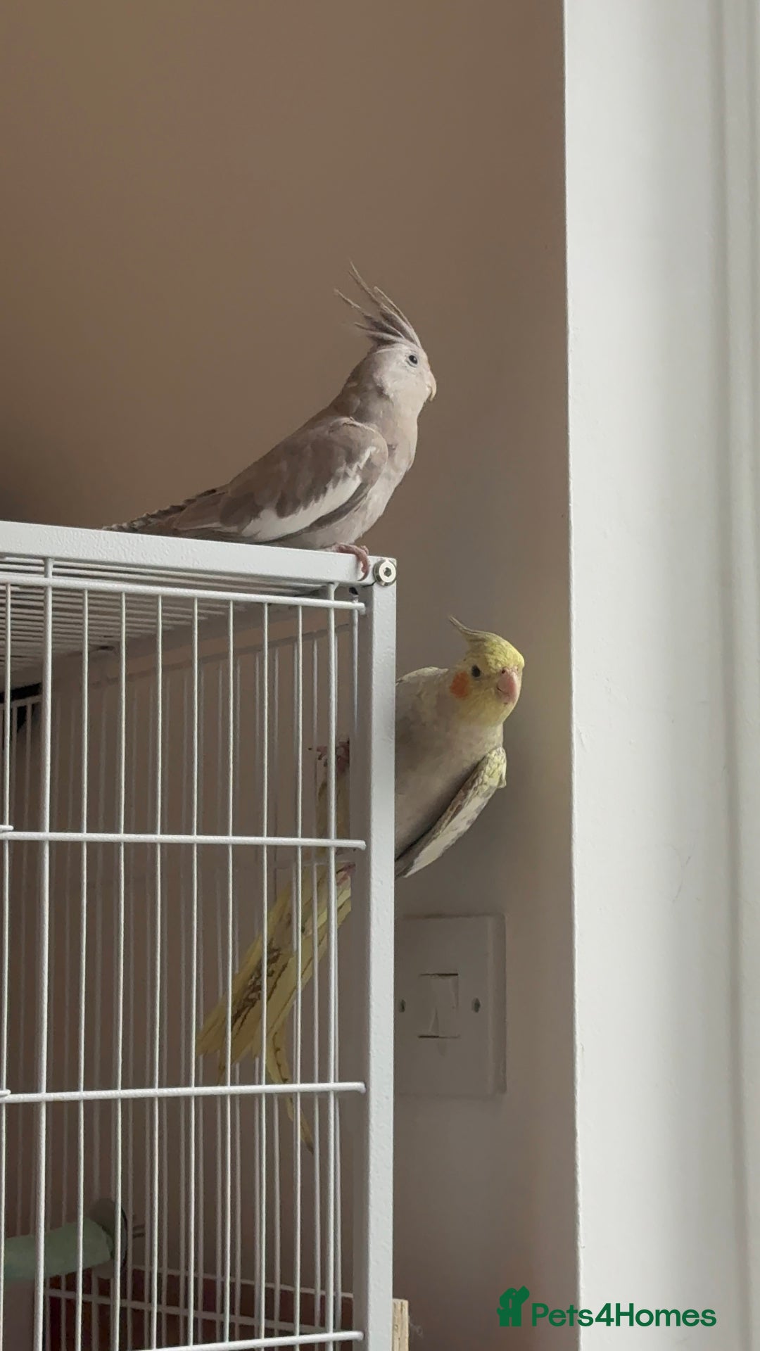 Cockatiels birds for sale: Male & female cockatiels - MUST BE SOLD TOGETHER - Advert 2