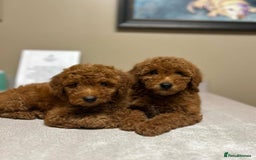 Goldendoodle dogs for sale: Beautiful GoldenDoodle Puppies Ready This Weekend! - Image 20