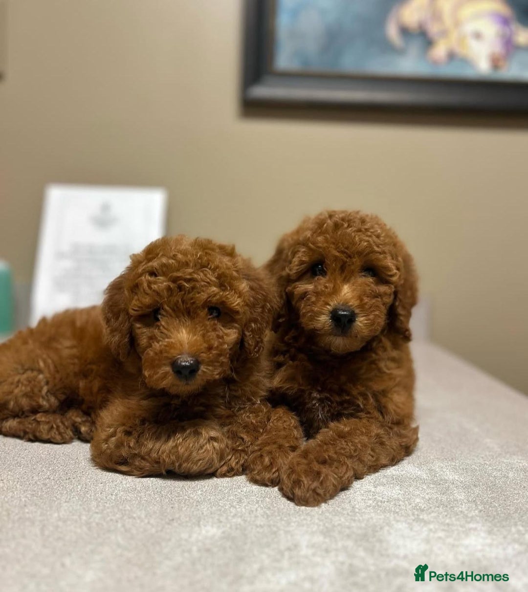 Goldendoodle dogs for sale: Beautiful GoldenDoodle Puppies Ready This Weekend! - Image 20