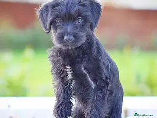 Mixed Breed dogs Council approved 5⭐️Rated Licensed Registered - Advert 16