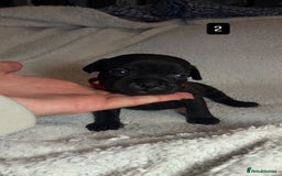 Staffordshire Bull Terrier dogs for sale: Billionaire Bill x Kenzduo Glass Souls  - Advert 4