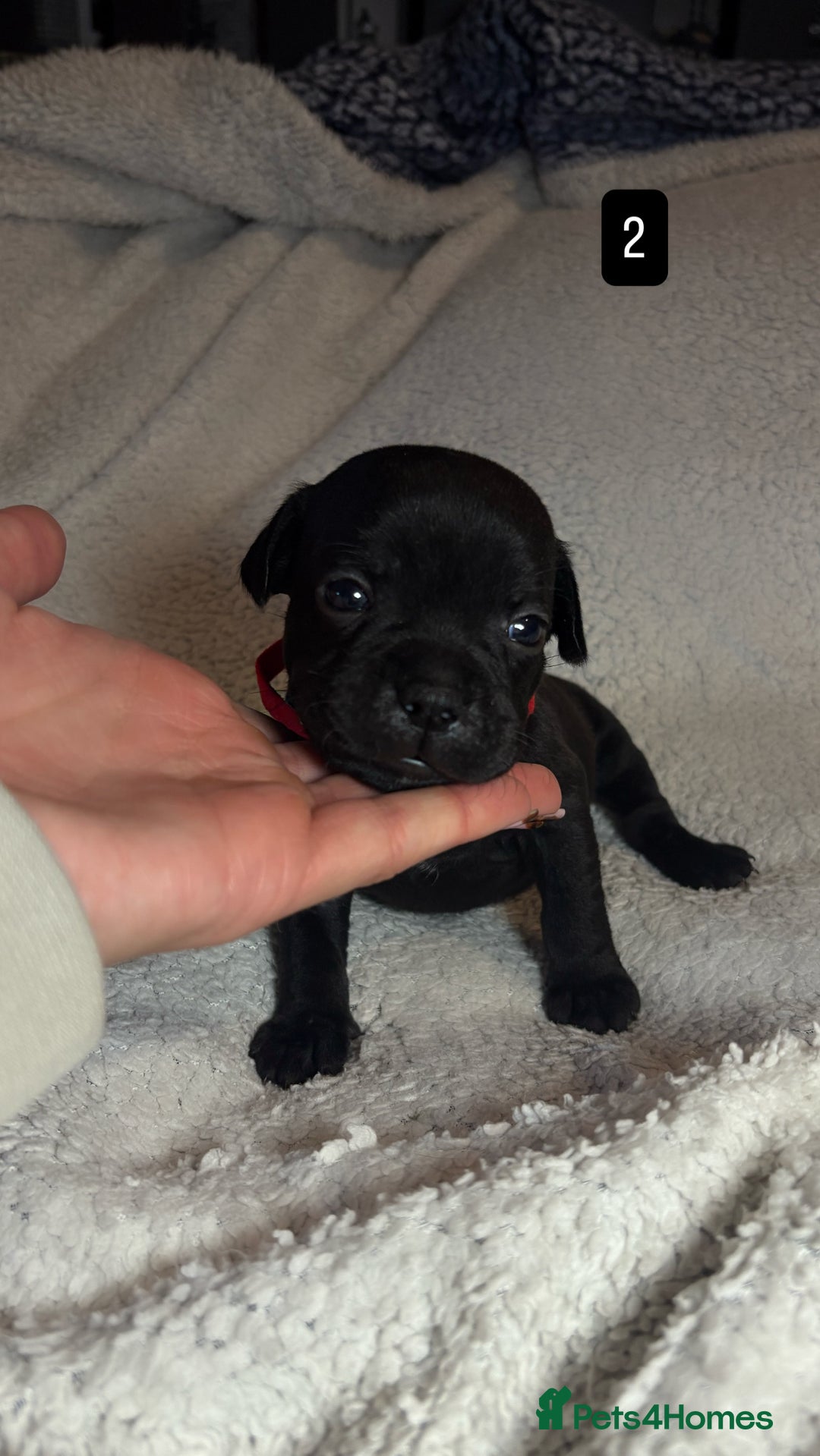 Staffordshire Bull Terrier dogs for sale: Billionaire Bill x Kenzduo Glass Souls  - Advert 4