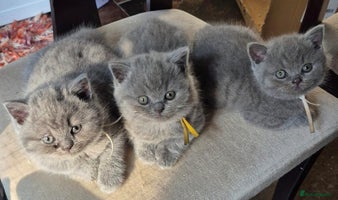 British Shorthair cats - Advert 6