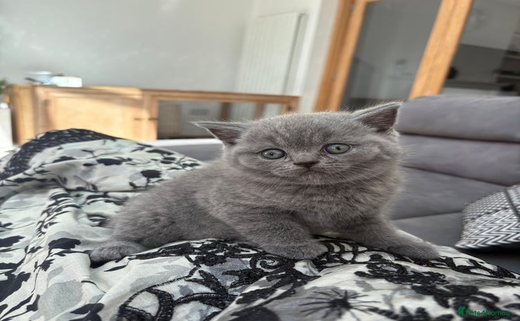 British Shorthair cats - Advert 16