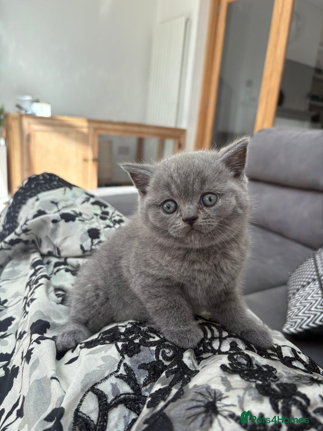 British Shorthair cats for sale: GCCF champion bloodline BSH blue kittens.  - Image 8