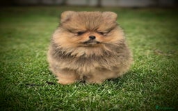 Pomeranian dogs for sale: Tiny Teddy Bear Pomeranians - Image 3
