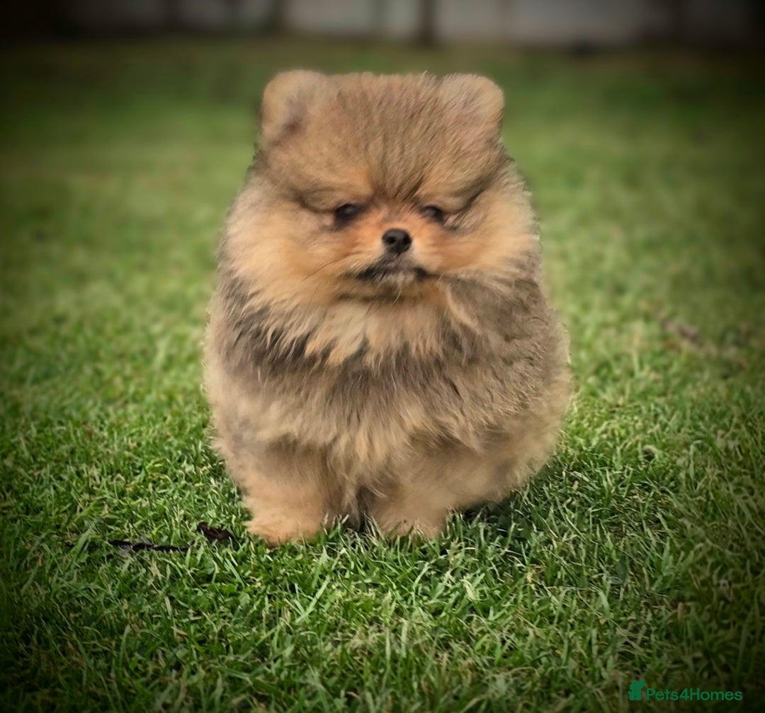 Pomeranian dogs for sale: Tiny Teddy Bear Pomeranians - Image 3