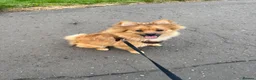 Pomeranian dogs for sale: Pomoranion in Livingston - Advert 1