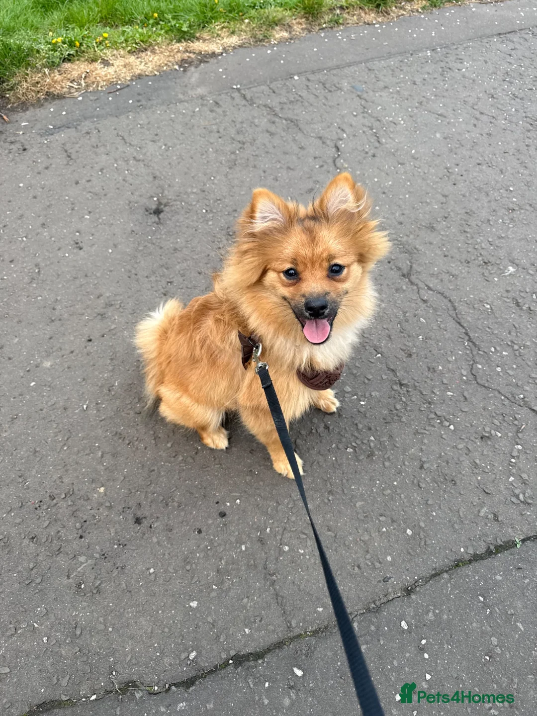 Pomeranian dogs for sale: Pomoranion in Livingston - Advert 1