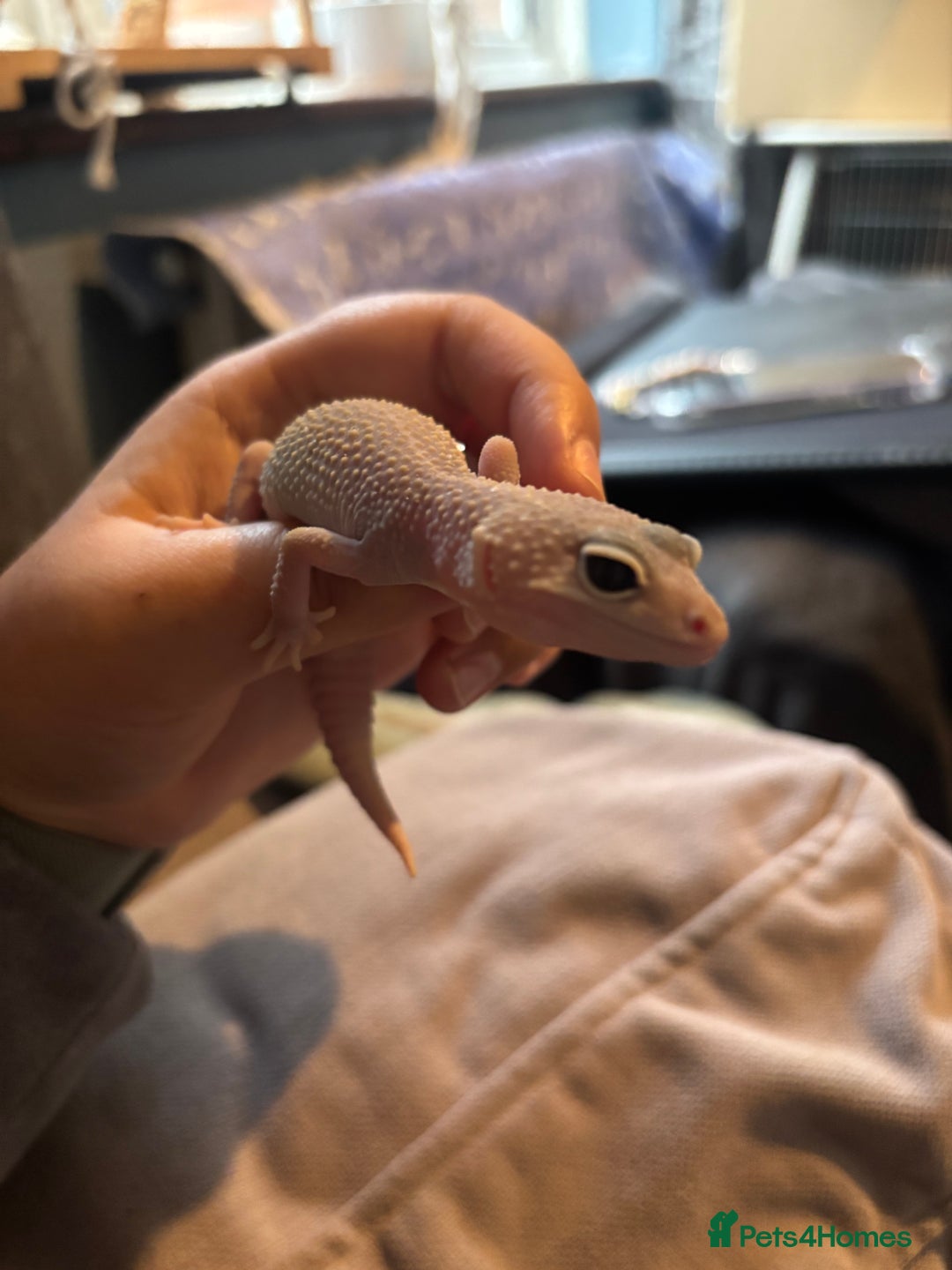Leopard Gecko reptiles for sale: Young leopard gecko with full set up - Advert 1