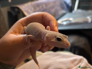 Leopard Gecko reptiles Young leopard gecko with full set up - Advert 1