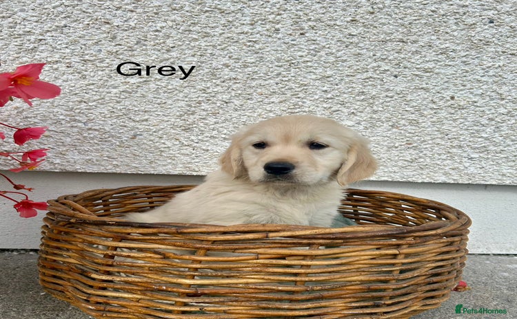Golden Retriever dogs - Advert 16