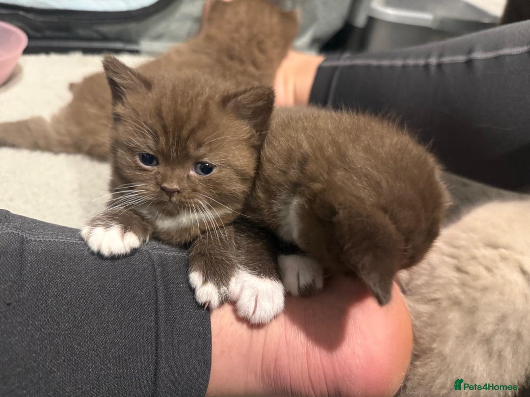 British Shorthair cats for sale: Charming British Shorthair Kittens - Image 13