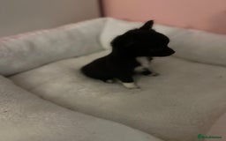 Chihuahua dogs for sale: Chihuahua Puppy - Image 4