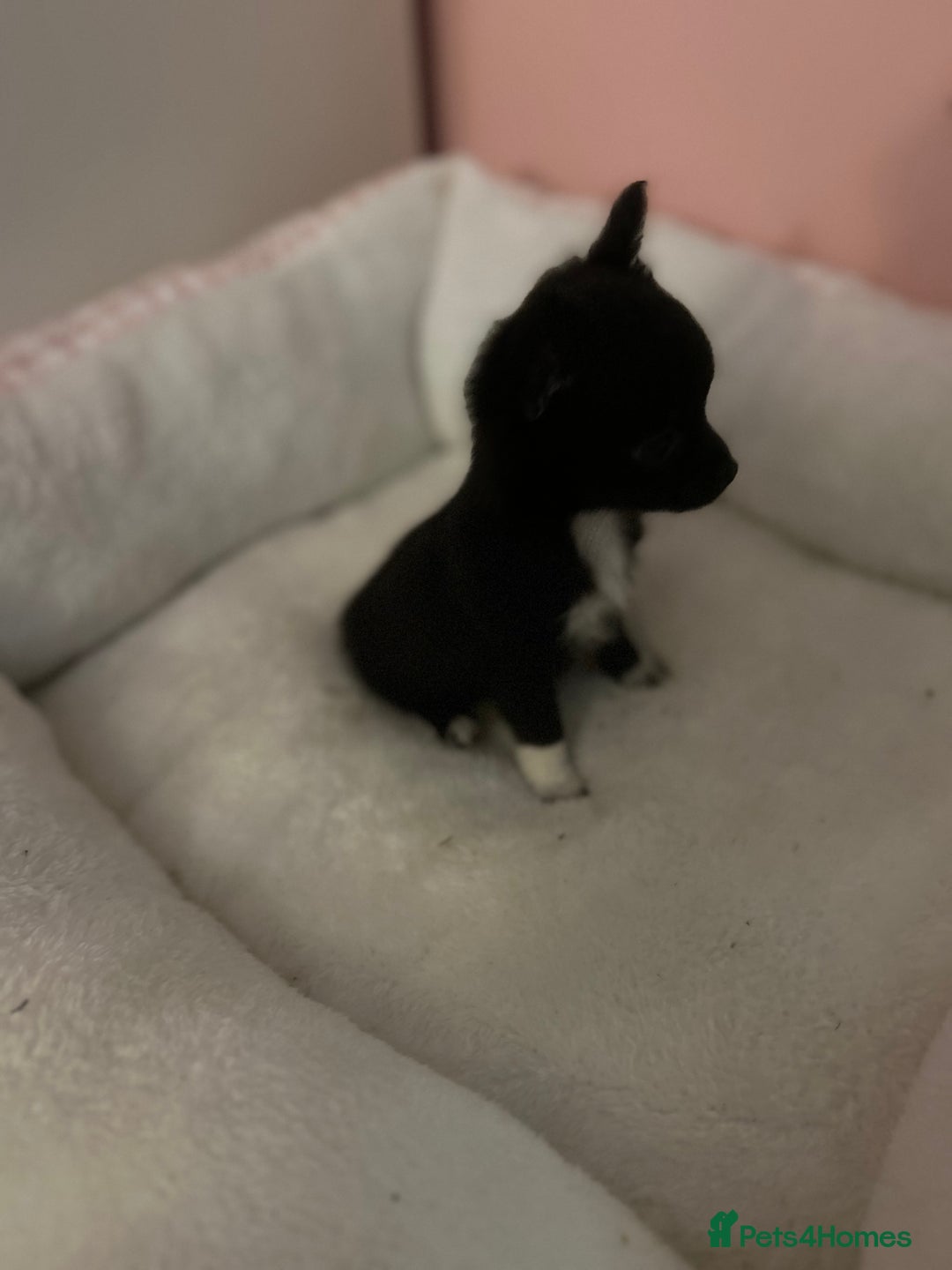 Chihuahua dogs for sale: Chihuahua Puppy - Image 4