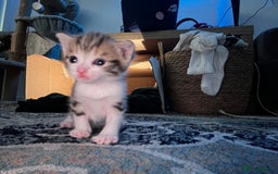 Domestic Shorthair cats for sale: 2 kittens for sale - Image 3