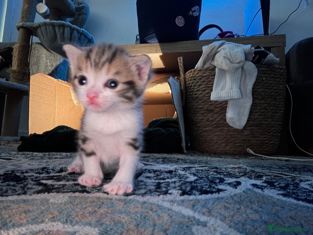 Domestic Shorthair cats for sale: 2 kittens for sale - Image 3