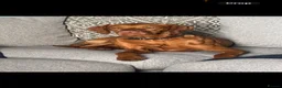 Hungarian Vizsla dogs for sale: Short haired Hungarian Viszla - Advert 2
