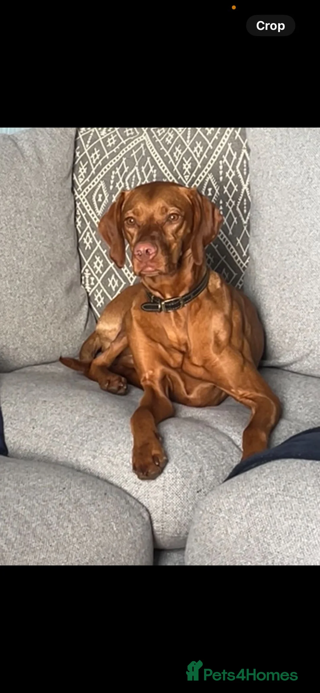 Hungarian Vizsla dogs for sale: Short haired Hungarian Viszla - Advert 2