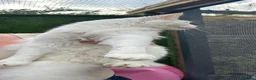 Maine Coon cats for sale: Maine coon cross boy kittens - Advert 21