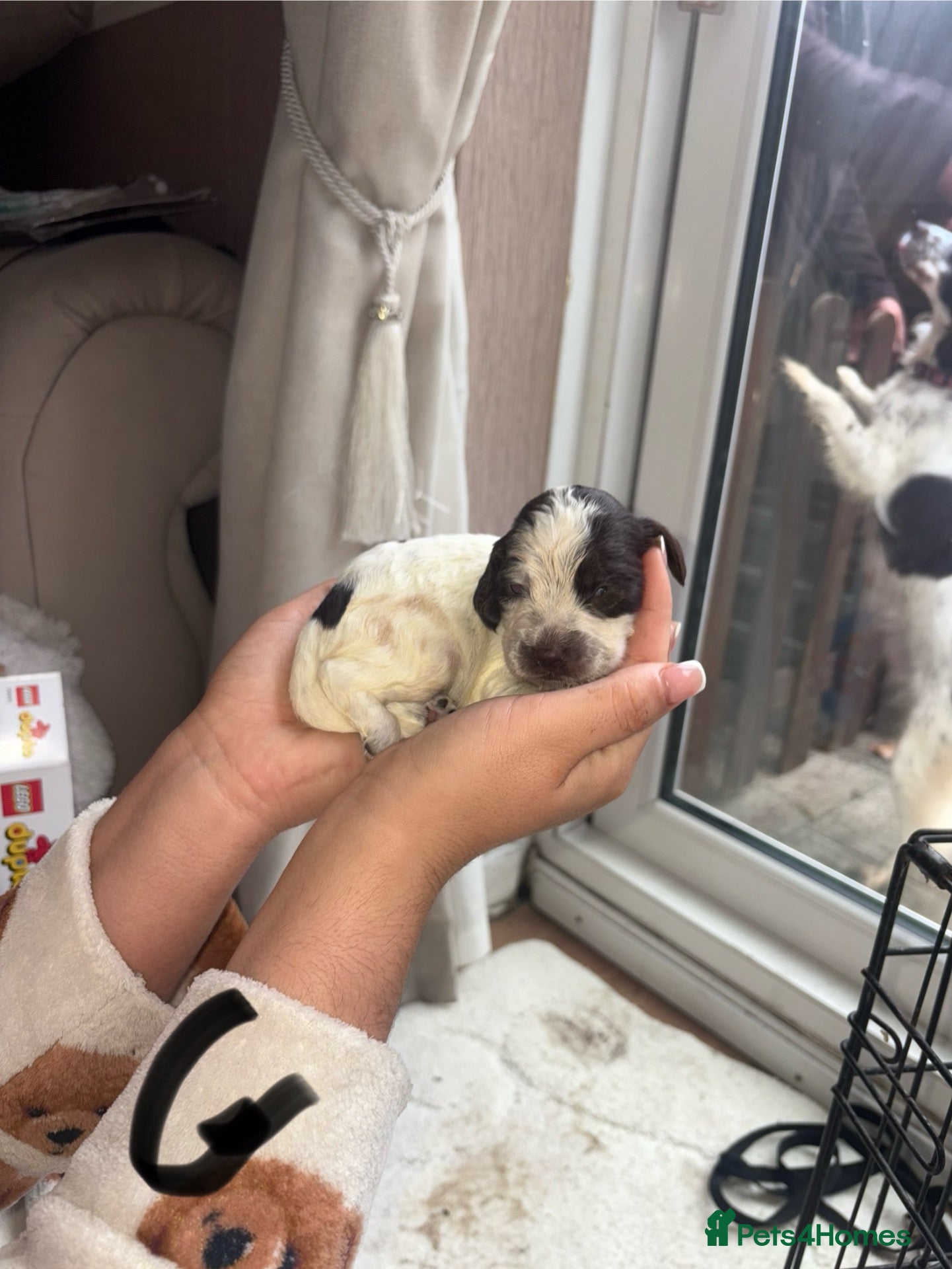 Sprocker dogs Puppy’s  - Advert 2