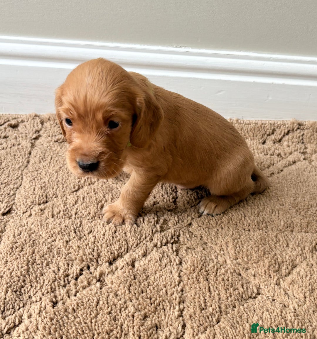 Cocker Spaniel dogs for sale: Stunning cocker spaniel puppies  - Image 16