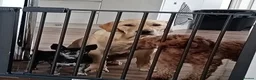 Labrador Retriever dogs for sale: 8 month old labrador Retriever  - Advert 2